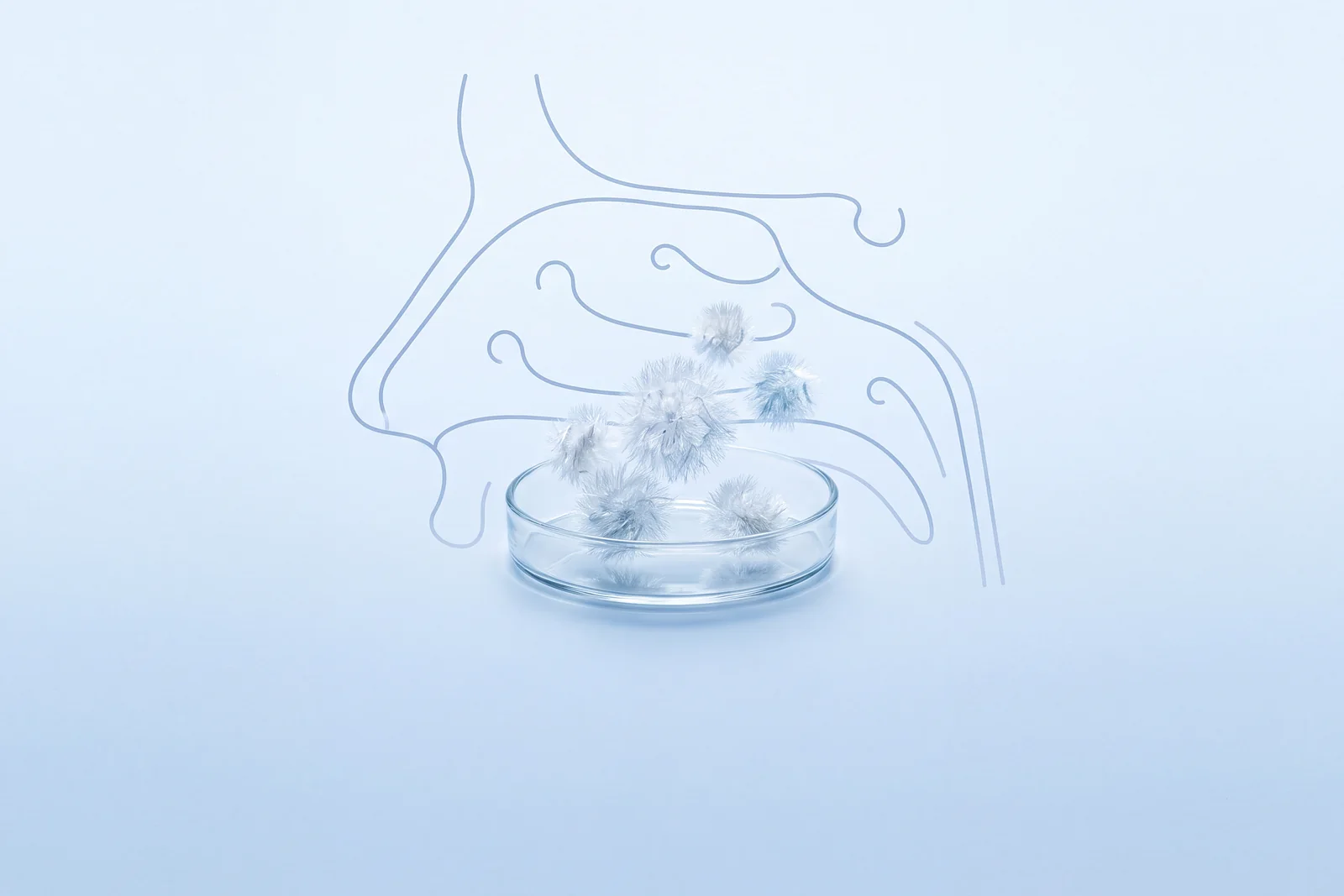 Pollen in a glass dish, with a line-drawn nose and nasal lining behind it